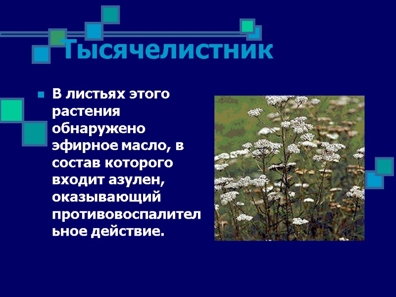 Тысячелистник В листьях этого растения обнаружено эфирное масло, в состав которого входит азулен, оказывающий